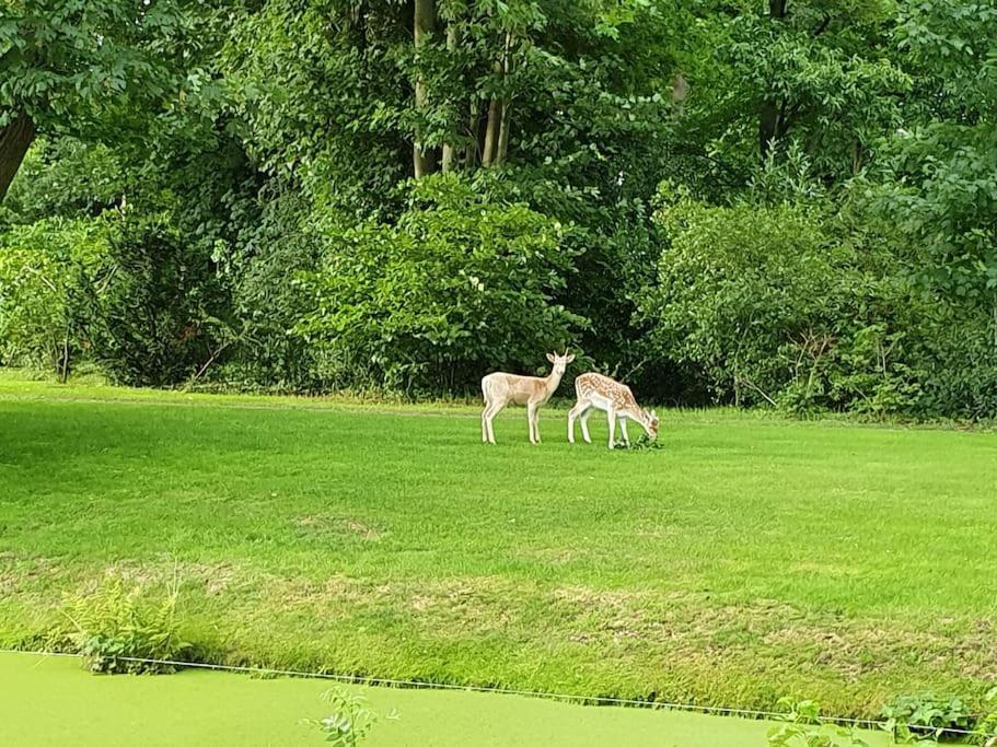 Midden In De Friese Bossen Op Landgoed Princenhof 오라녜우트 외부 사진